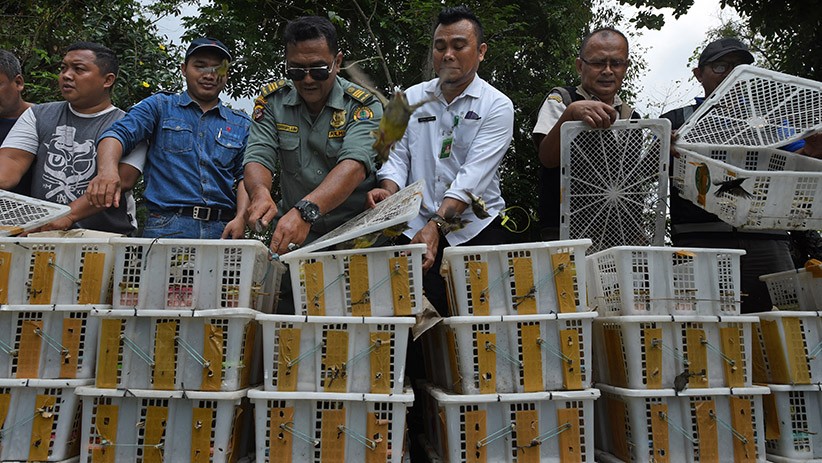 Ribuan Ekor Burung Dilindungi Dilepas ke Alam Liar - Bagian 1