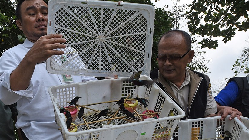 Ribuan Ekor Burung Dilindungi Dilepas ke Alam Liar - Bagian 2