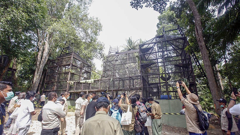 PSO Arsari, Pusat Suaka untuk Orangutan di Kalimantan Timur - Bagian 3