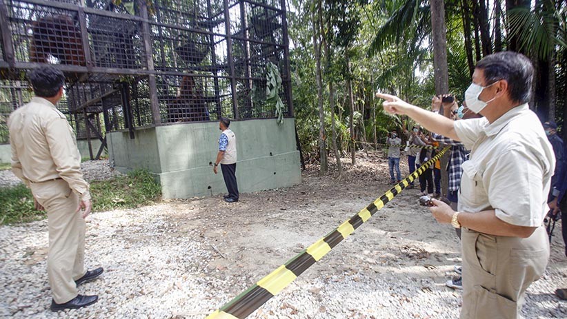 PSO Arsari, Pusat Suaka untuk Orangutan di Kalimantan Timur - Bagian 4