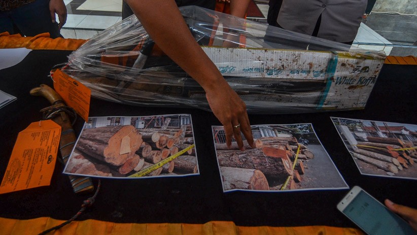 Polisi Tangkap Pelaku Pembalakan Liar, Kerugian Negara Mencapai Rp1,2 Miliar - Bagian 3