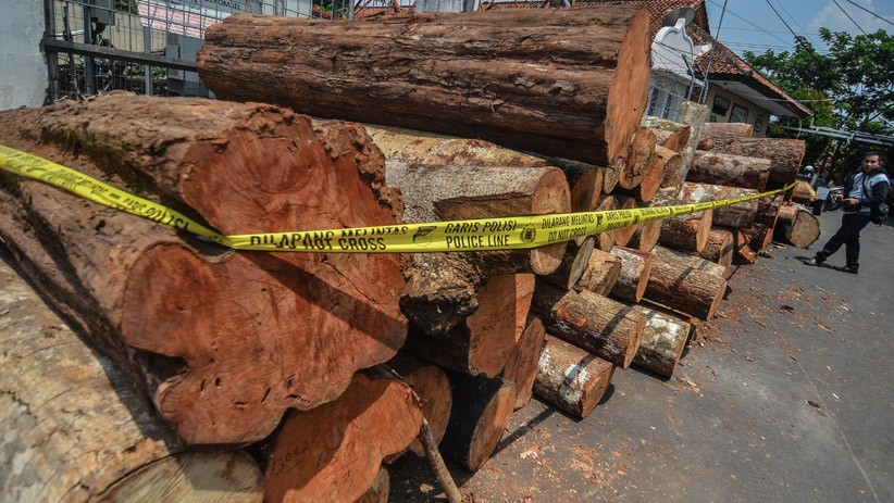10 Pelaku Pembalakan Liar Hutan Pendidikan Untan Ditangkap