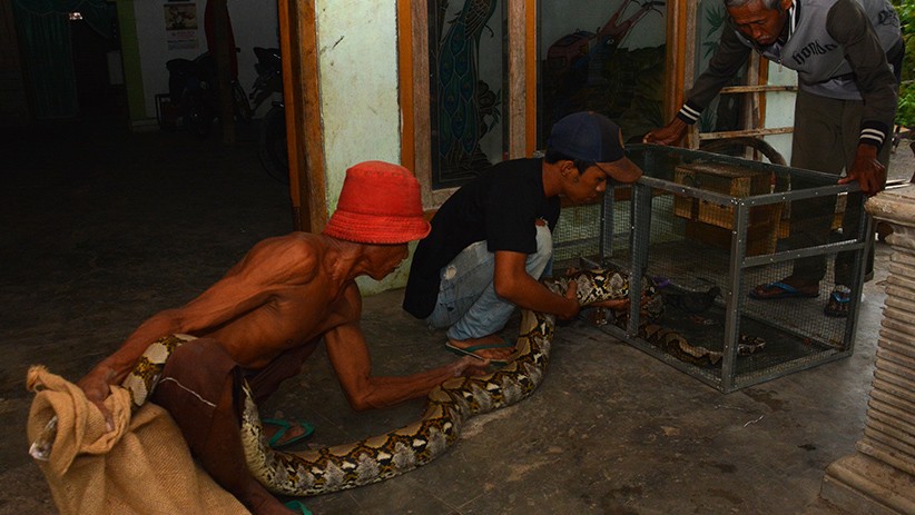 Bikin Heboh, Ular Piton Panjang 4 Meter Ditangkap usai Memangsa Kucing - Bagian 2