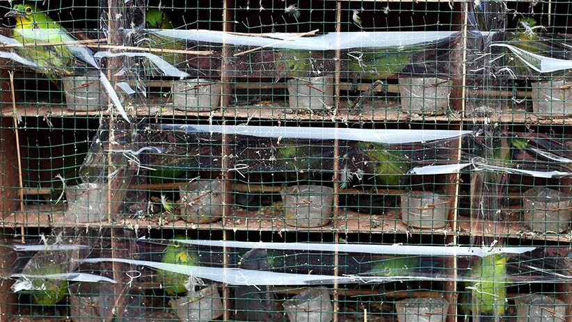 Ratusan Burung Cucak Hijau Diselundupkan Lewat Kapal Kargo - Bagian 3