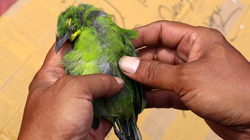 Ratusan Burung Cucak Hijau Diselundupkan Lewat Kapal Kargo - Bagian 5