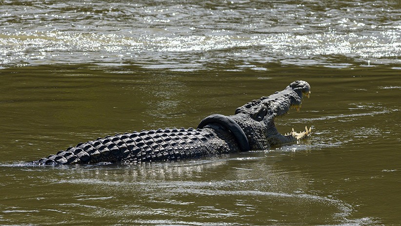 Penampakan Buaya Berkalung Ban Bekas Kembali Muncul di Sungai Palu - Bagian 2