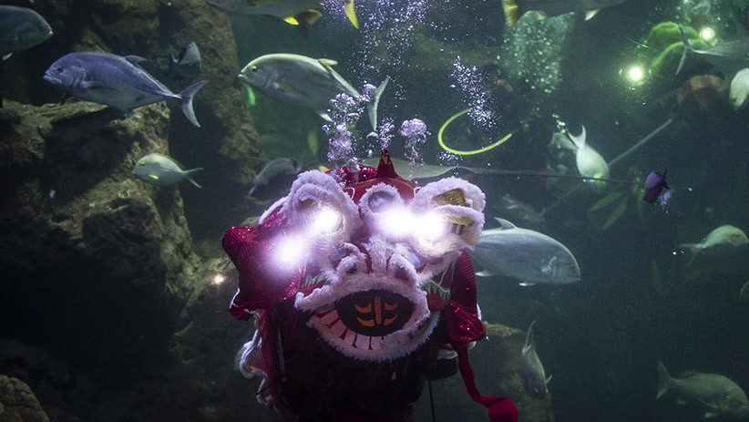 Aksi Barongsai di Akuarium Sea World Ancol Sambut Tahun Baru Imlek 2571 - Bagian 1