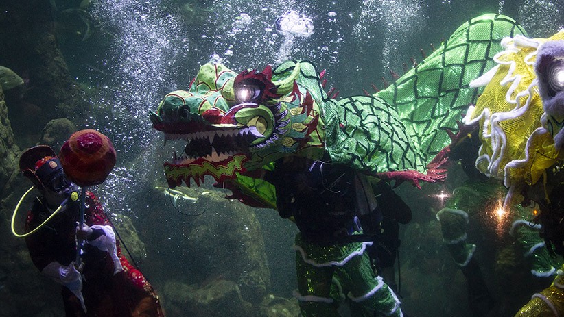 Aksi Barongsai di Akuarium Sea World Ancol Sambut Tahun Baru Imlek 2571 - Bagian 2