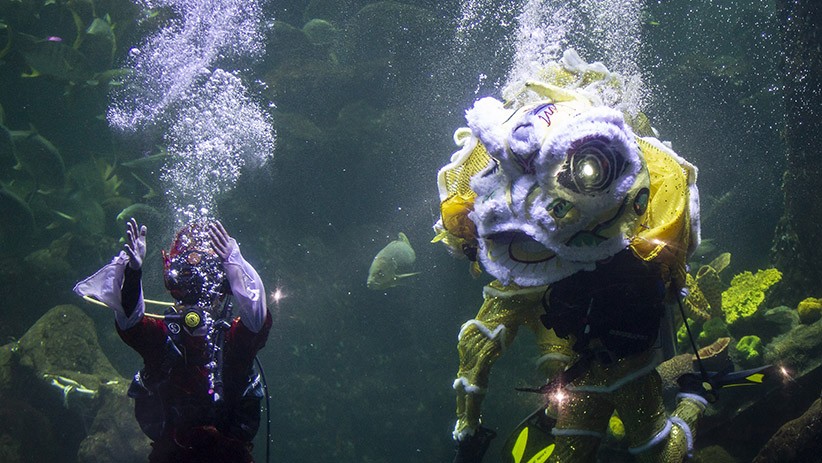 Aksi Barongsai di Akuarium Sea World Ancol Sambut Tahun Baru Imlek 2571 - Bagian 3