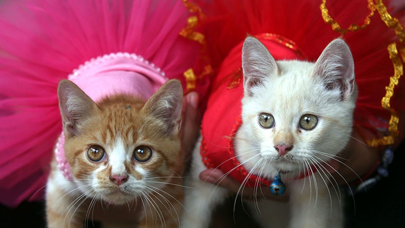 Penampilan Lucu Kucing-Kucing Pakai Baju Imlek - Bagian 3