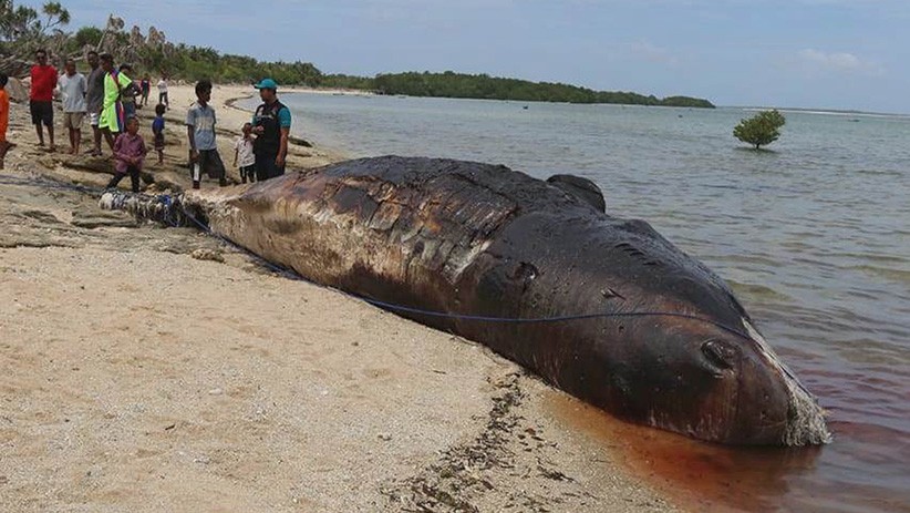 Paus Sperma Terdampar di Pesisir Pantai Desa Tasilo NTT - Bagian 1