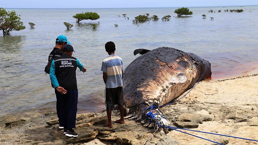 Paus Sperma Terdampar di Pesisir Pantai Desa Tasilo NTT - Bagian 2