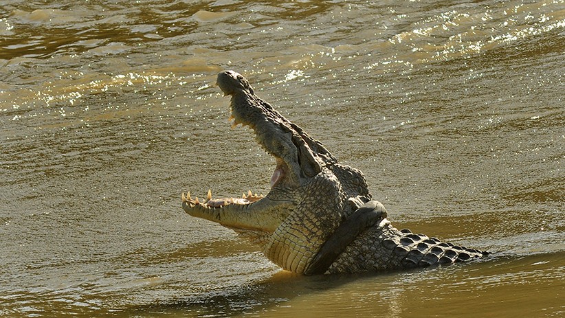Cari Akal, Tim Penyelamat Buaya Terlilit Ban di Sungai Palu Manfaatkan Drone