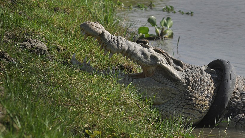 Dramatis, Evakuasi Buaya Terlilit Ban di Palu Nyaris Berhasil Minggu Dini Hari Tadi
