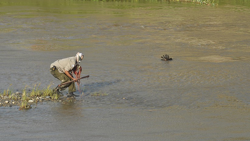 Operasi Penyelamatan Buaya Berkalung Ban Motor Belum Berhasil - Bagian 1