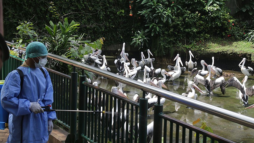 Kebun Binatang Ragunan Disemprot Cairan Disinfektan - Bagian 3