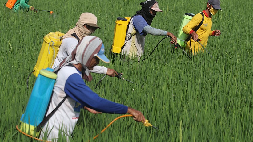 Hama Wereng Serang Puluhan Hektare Sawah di Desa Paron Kediri - Bagian 1