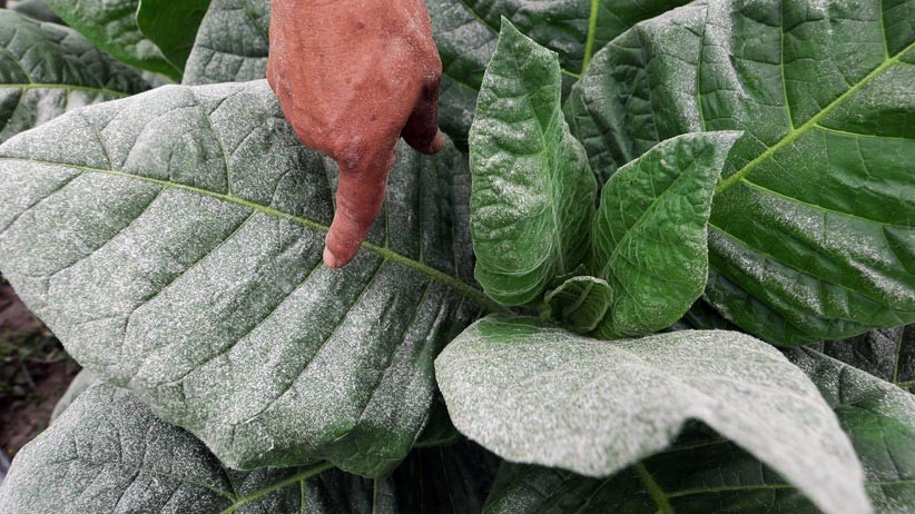  Gunung Merapi Keluarkan Awan Panas Sejauh 3.000 Meter  - Bagian 2