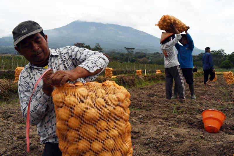Musim Panen, Kentang dari Petani di Magetan Dijual Seharga Rp7 Ribu - Bagian 1