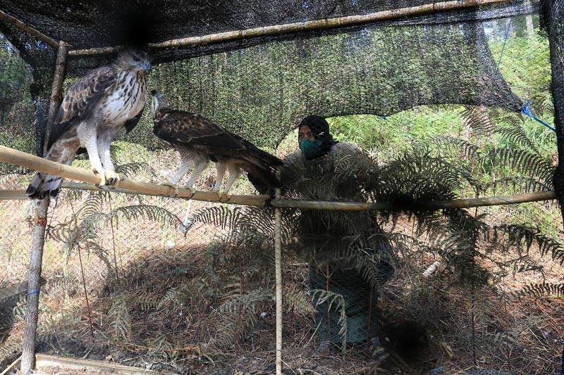 BKSDA Aceh Lepasliarkan Elang Brontok di Hutan Lindung Takengon - Bagian 2
