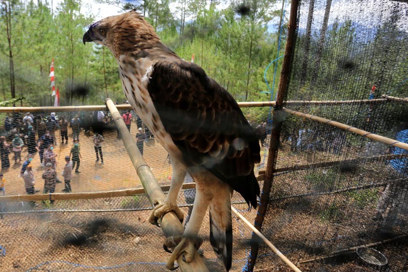 BKSDA Aceh Lepasliarkan Elang Brontok di Hutan Lindung Takengon - Bagian 3